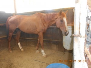 Horse_003