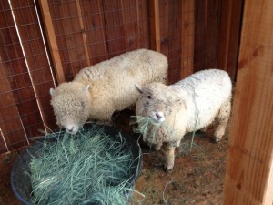 Sheep enjoying their hay!
