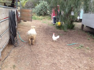 Sheep and Chicken