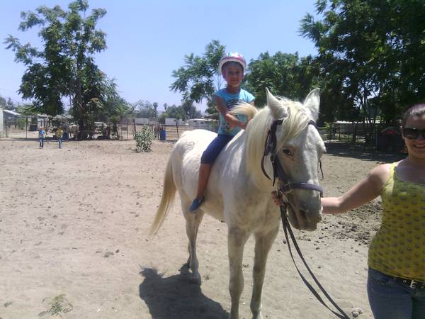 Inland Empire, CA: Grey Horse Needs Home | Hanaeleh Horse ...