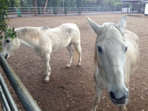 Horse Rescue Orange County CA