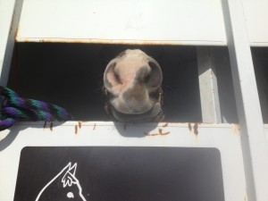 Lexie sticks her nose out of the trailer... where are we going? she asks.