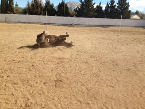 Lexie enjoys a good roll in the arena!