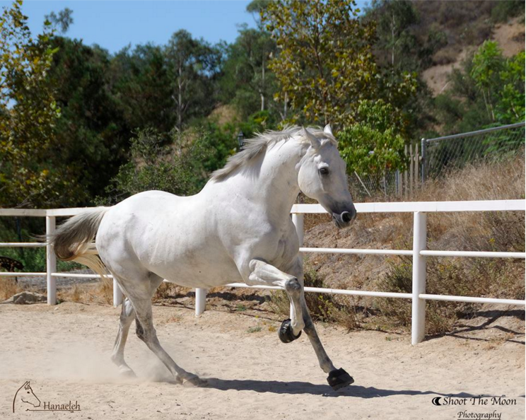 Quixote-Adoptable Horse Orange County CA