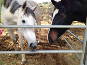 Delilah's new friend is named Gypsy!