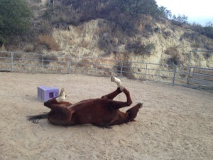 Lexie enjoys a roll in the arena.
