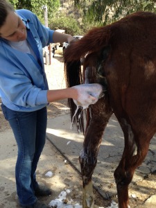 Emily helps to clean up Lexie's hind end.