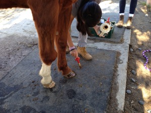 Misa paints Lexie's feet with hoof oil to help keep them moisturized. 