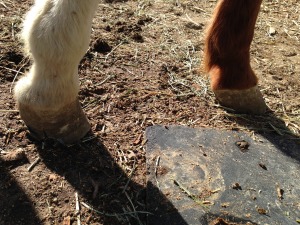 Before being trimmed, Lexie's feet were uneven and placed an undue amount of pressure on her already arthritic knee.