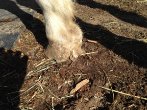 Lexie's feet were overgrown and so uneven that she could not step correctly, which caused this unnatural growth from the hind part of her hoof.