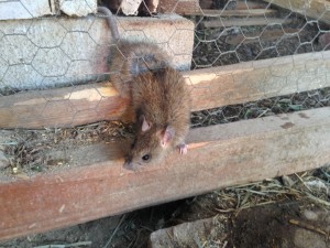 This little guy was so fat he got stuck in the wires of the chicken coop!