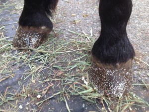 Glitter on the hooves? Seriously?
