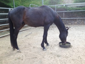 Brutus after being gelded and about three weeks of being fed well. He still is skinny here, but he's filling out!