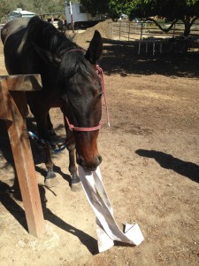 Brutus tries to help rolling his leg wraps- April, 2015.