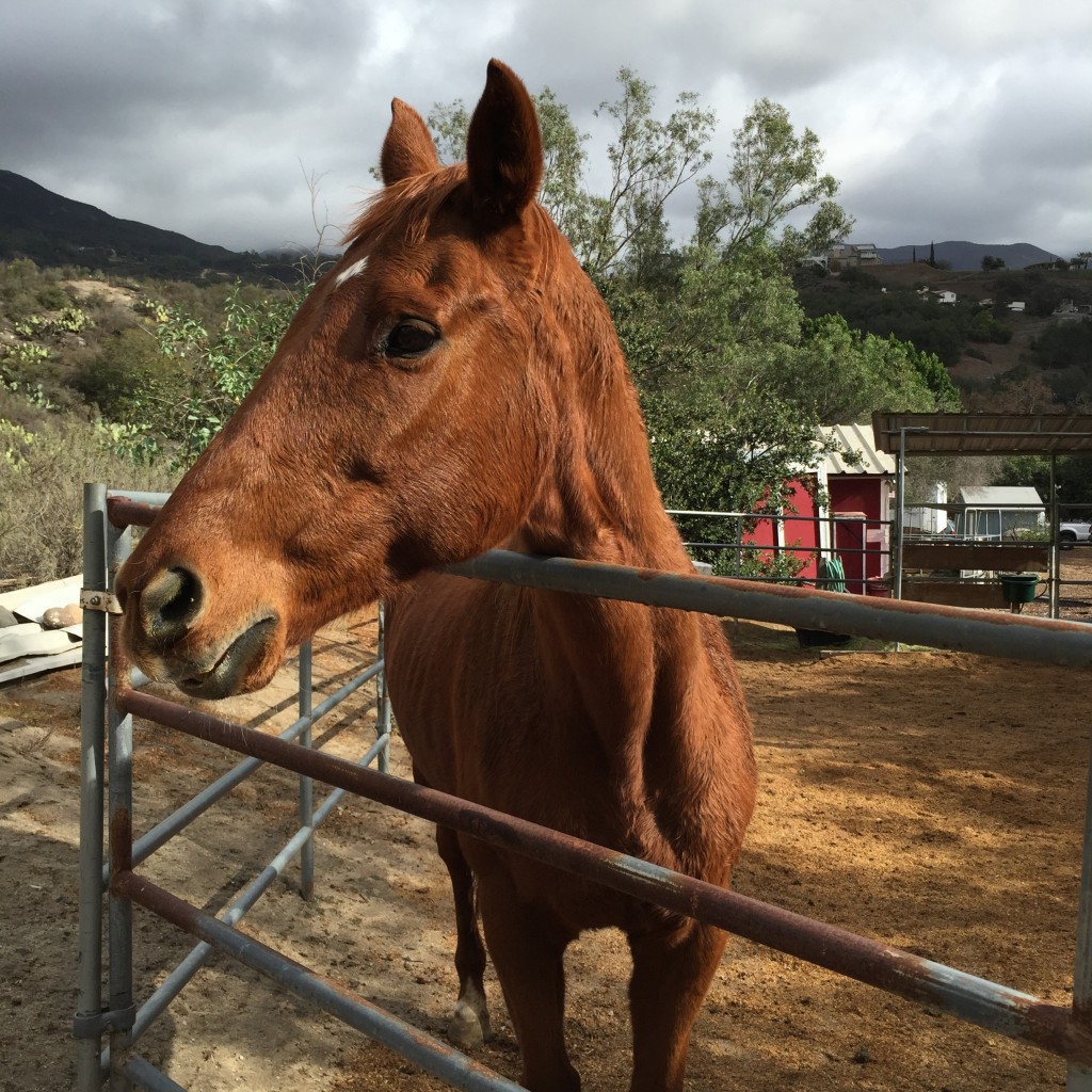 Rescue horse Ruby at Hanaeleh