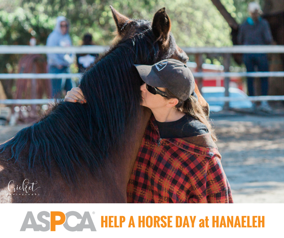 ASPCA Help a Horse Day 2016 Orange County CA