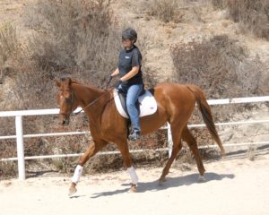 Ruby under saddle
