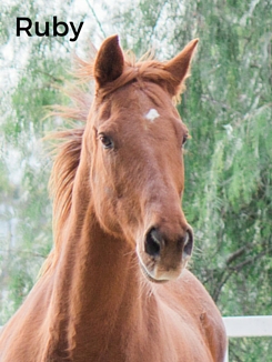 Adoptable Horse Ruby