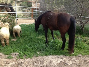 Sheep and Tamahome