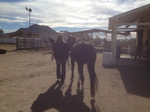 Lexie walking to the arena at her new home!