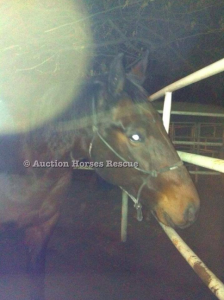 auction horses rescue adoption standardbred