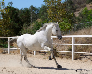 Quixote-Adoptable Horse Orange County CA