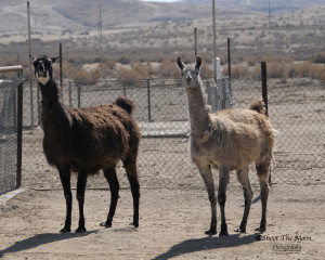 The other llamas aren't sure about Lexie yet