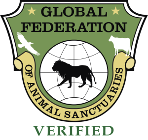 hanaeleh-gfas-verified-horse-rescue