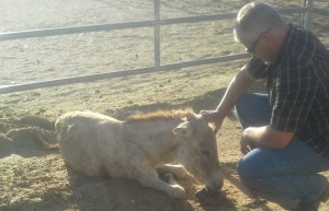Norman is comforted by a volunteer at Mustang-Spirit,