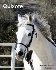 hanaeleh-adoptable-horse-quixote
