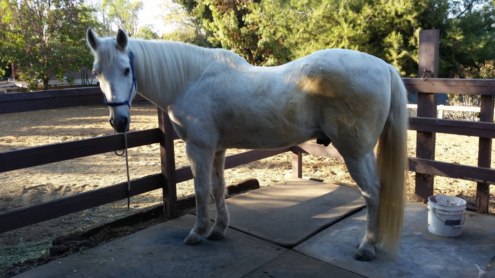 Southern California: 17-year-old Azteca Gelding Needs Home - Hanaeleh Horse Rescue and Advocacy.