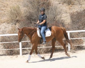 Ruby Trotting Under Saddle