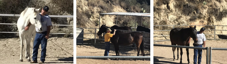 Equine Assisted Coaching EAC