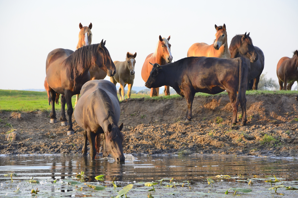 horses-versus-cattle-truth-behind-grazing-rights-2