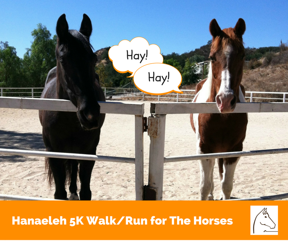 Hanaeleh 5K Walk Run for the Horses-1
