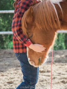 ASPCA Help a Horse Day 2017