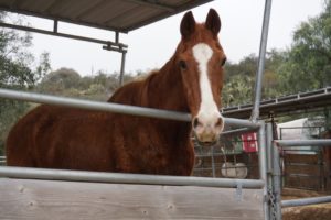 stetson-latest-horse-rescue
