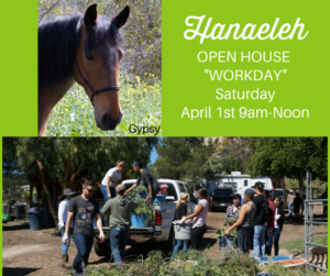 Hanaeleh Open House Workday April 2017