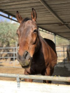 ways-to-identify-reputable-horse-rescue-1