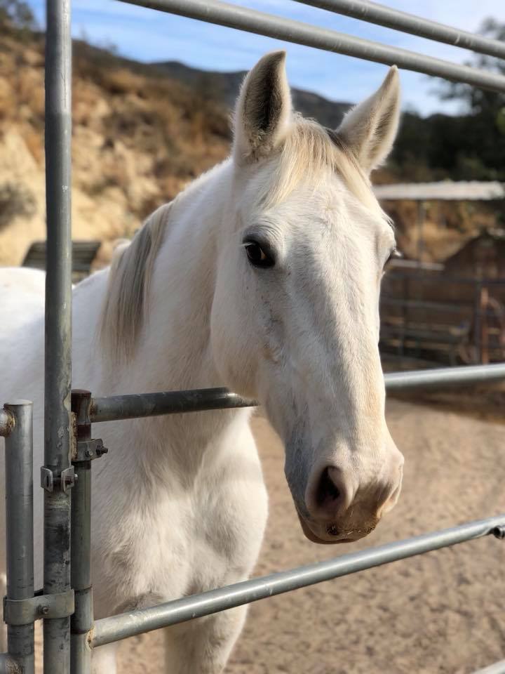 Up for Adoption: Titan - Hanaeleh Horse Rescue and Advocacy