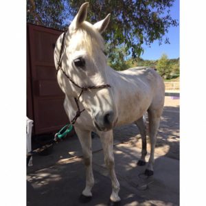 Quixote-Hanaeleh Horses for Charity-2