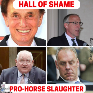 Hall of Shame-Horse Slaughter men July 2017