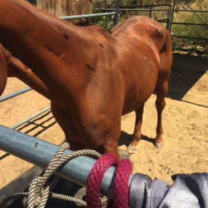 horse-rescue-harley