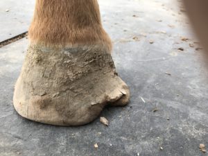 Harley's foot before a trim