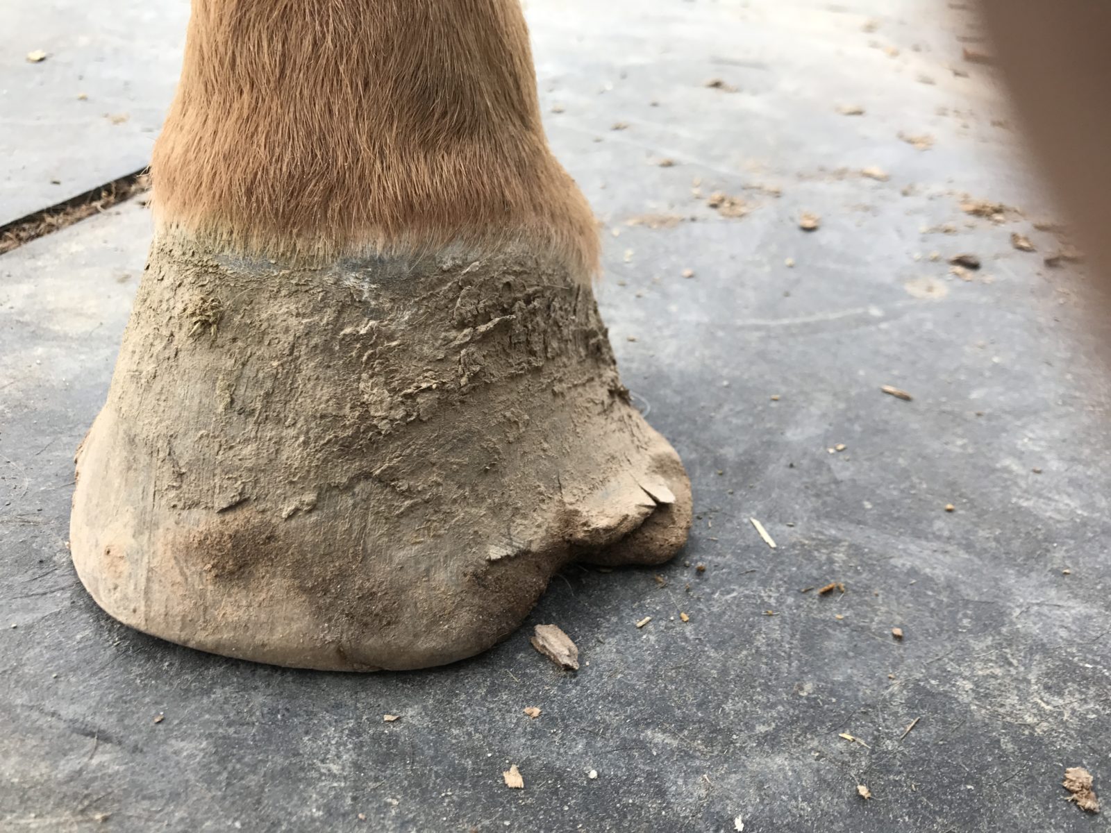Harley's foot before a trim