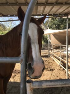 Harley peeks around the entrance of his stall before we lead him to a new life at Hanaeleh.