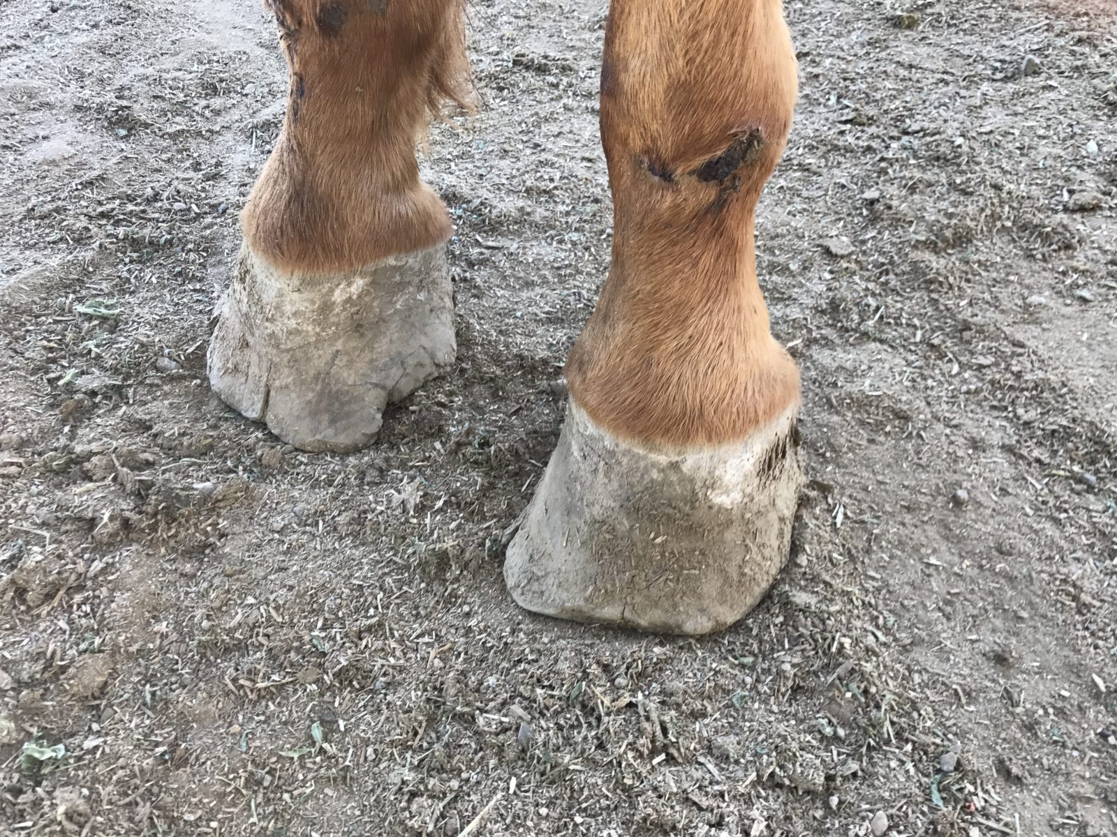 Harley front feet- before being trimmed. You can see the crack in front- it goes though to the interior hoof wall, allowing fungus and bacteria to seep in and eat away at the hoof.