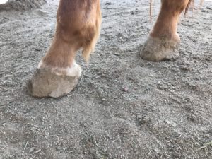 Harley's back feet before being trimmed