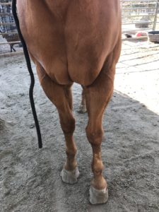 Because Harley hasn't been out of his stall for two years, he has no muscle tone at all.