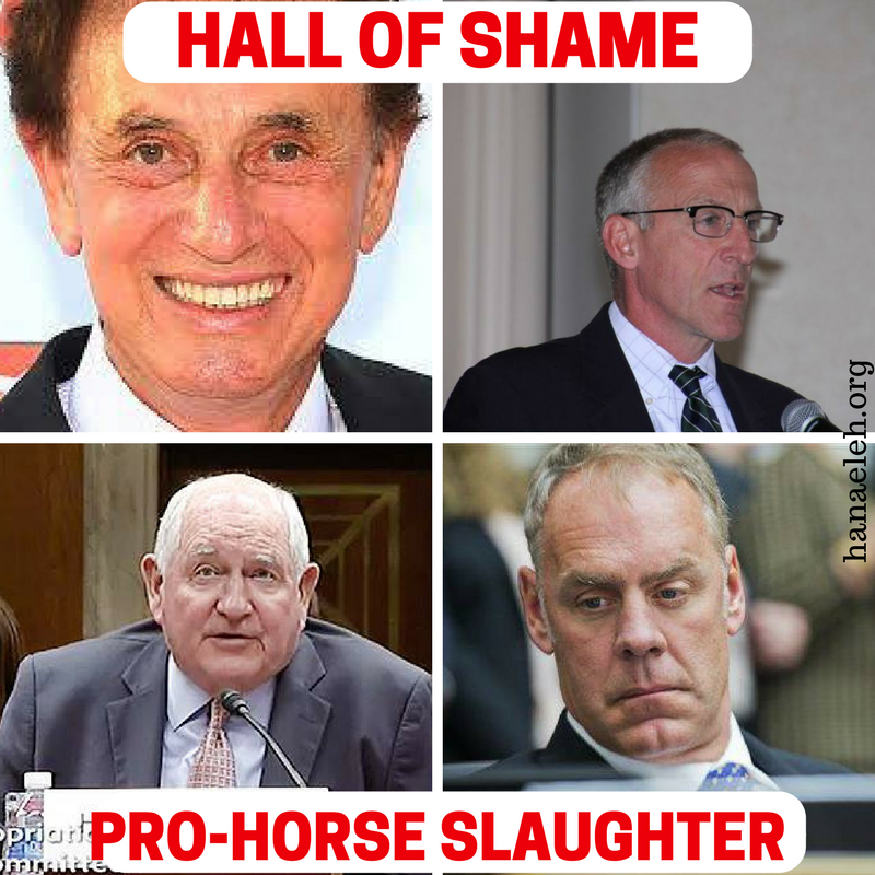horse slaughter lies and liars